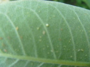 Milkweed underleaf-white egg