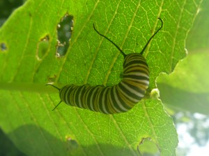 Monarch caterpillar